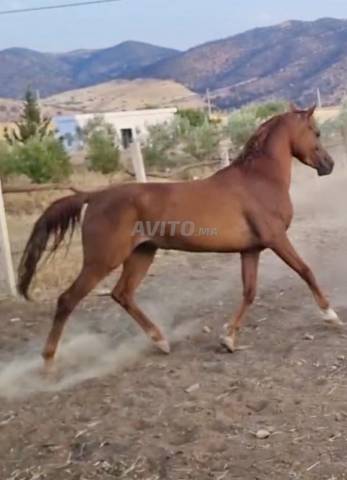 Jument pur-sang arabe
