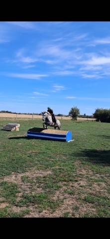 Ponette connemara 4 ans cso cce