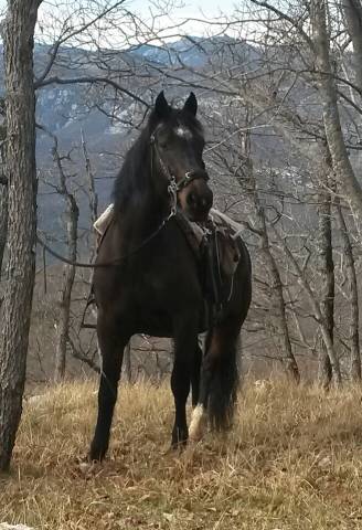 Cheval espagnol de randonnée