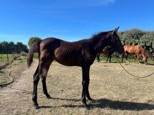 Foal orienté cso
