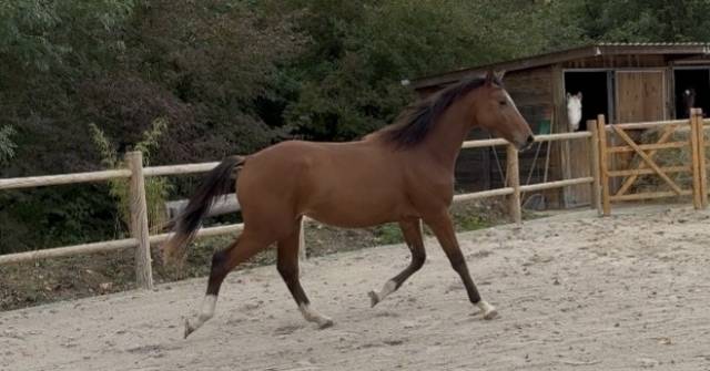 Poulain cheval 