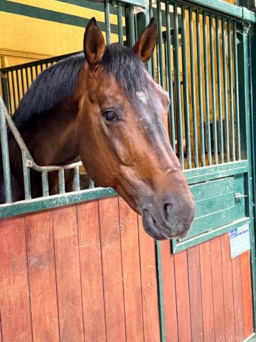 à vendre cheval 14ans