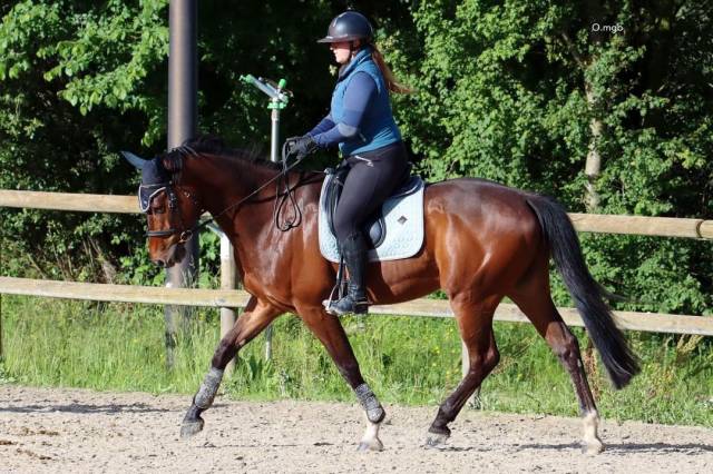 Cheval sf pour loisir
