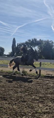 Pure race espagnol