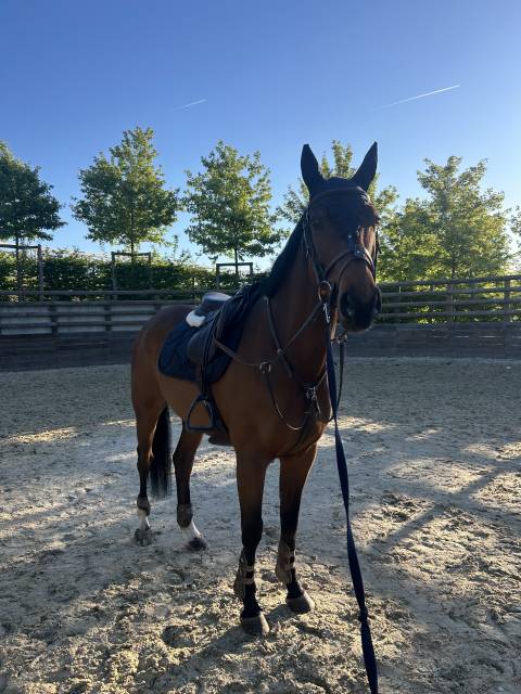 Hongre irish sport horse- 6 ans vivant van de heffinck