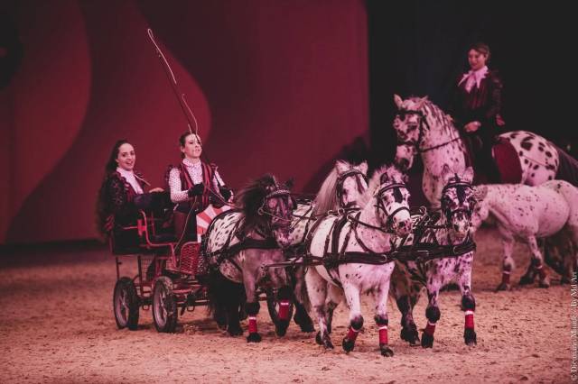 2 poneys shetland attelés et spectacle