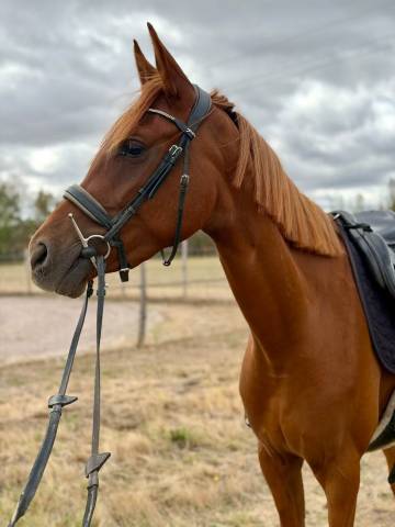 Cheval de 3 ans à vendre