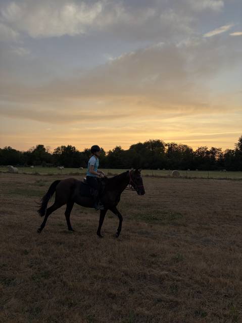 à vendre – madona des thuyas, jument noire de 4 ans