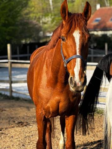 Eloise cityhorse z – jument zangersheide, 12 ans, 1m70
