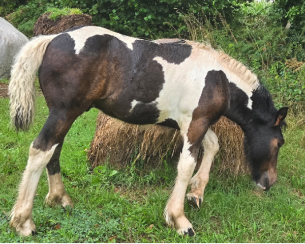 Poulain pie demi trait 18 mois  irih x postiere