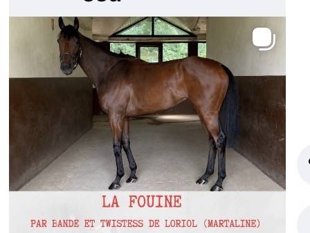 Jument ps a vendre