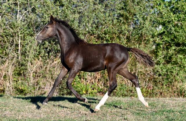 Deutsches reitpony /poney de dressage hors taille