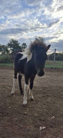 Ponette de 7 ans 