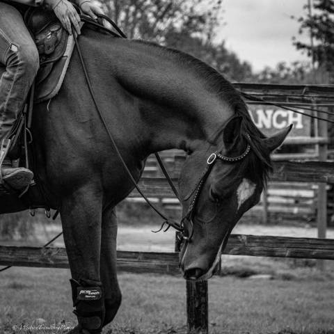Hongre paint horse apha — colorado du tr (3 ans)