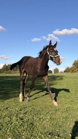 Poulain poney français de selle x arabe