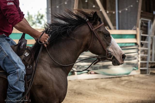 Jument quarter horse aqha — tr mendy great bueno (3 ans
