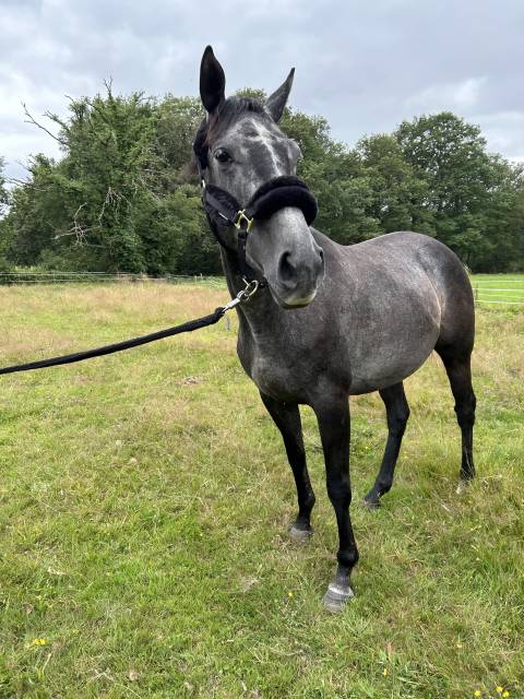  à vendre – jument pur-sang de 7 ans 
