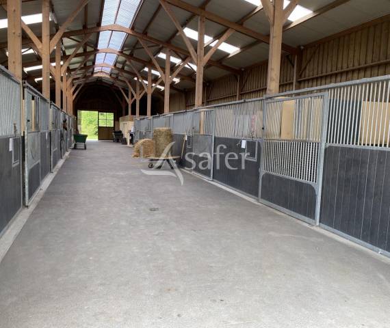 Haras d'élevage - pays d'auge