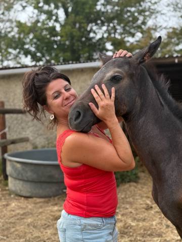 Foal mâle orienté cce cso