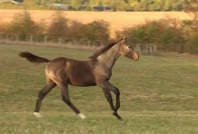 Foal mâle orienté cce cso
