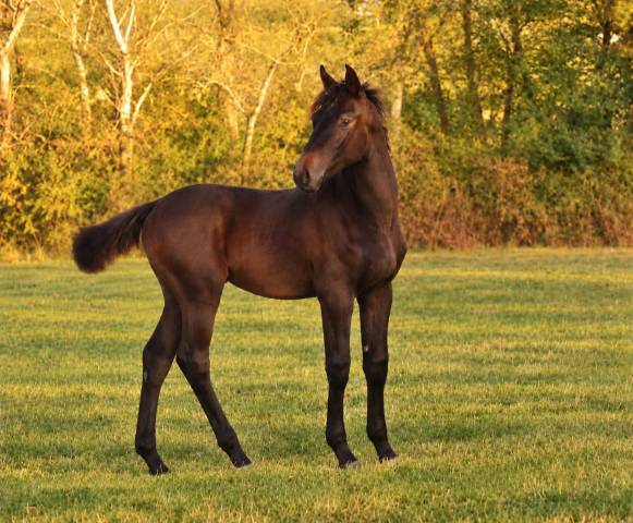 Foal mâle famille performer cso