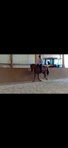 Cheval de randonnée 