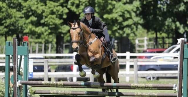 Hongre - oc - 5 ans - dressage / cso / hunter - france