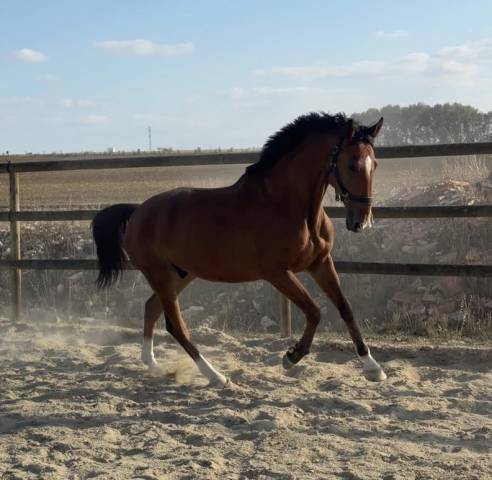 Cheval de loisir 