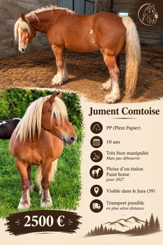 Jument comtoise