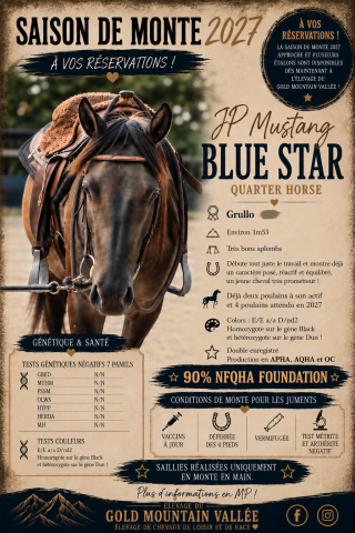 Jp mustang blue star : saillie quarter horse grullo 90% nfqha