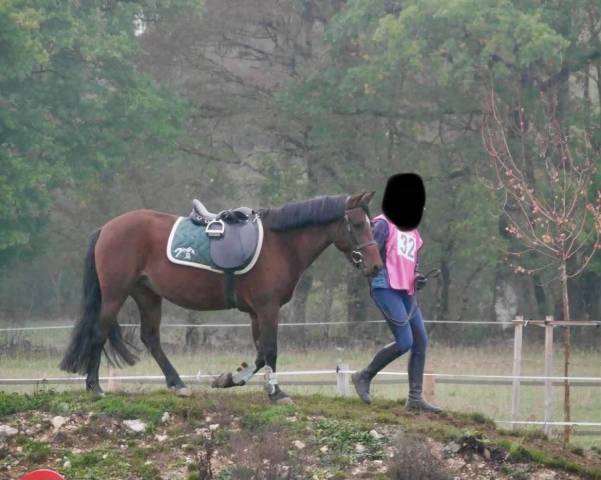 Ponette de loisir 