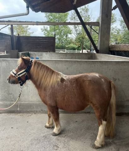 Ponette a 