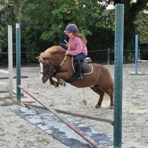 Top ponette shetland de sport