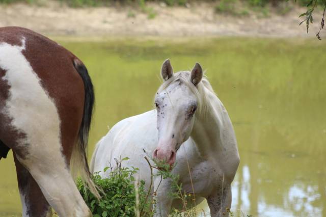 Appaloosa few spots de 18 mois