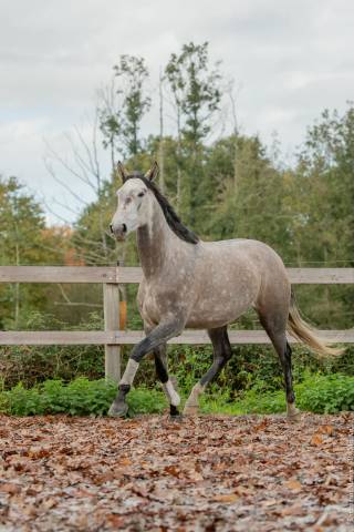 Jument - lusitanienne - 6 ans - dressage - france
