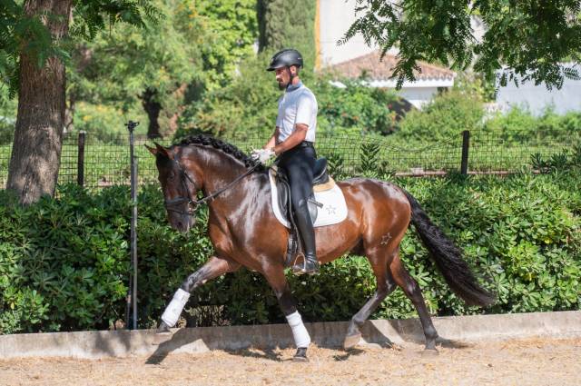 Pure race espagnole 