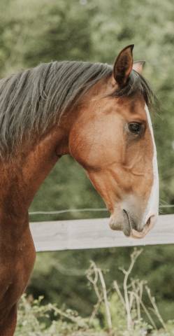 Hongre - lusitanien - 4 ans - dressage - france