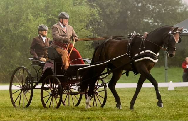 Cheval d'attelage kwpn