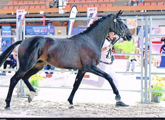 Masterclass hp du winkel malle de dressage de 2 ans