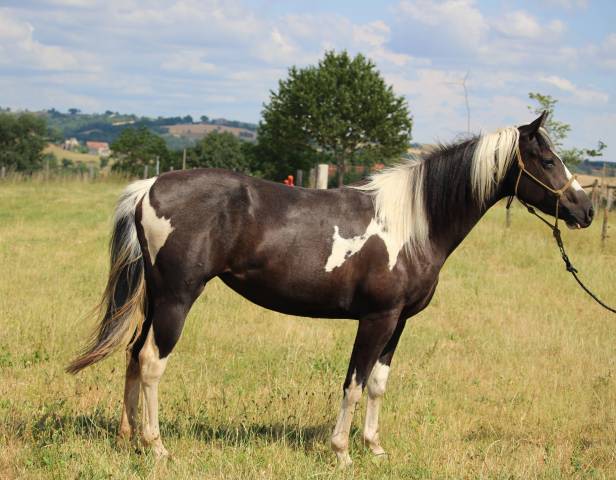 Jument pp paint horse