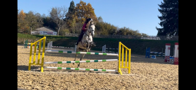 à vendre hongre aa 10 ans