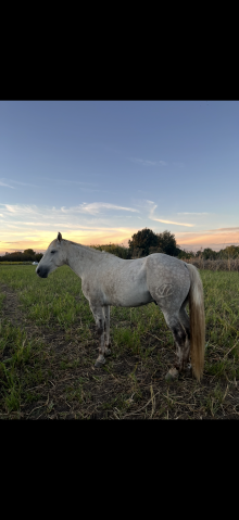 Cheval camargue à vendre