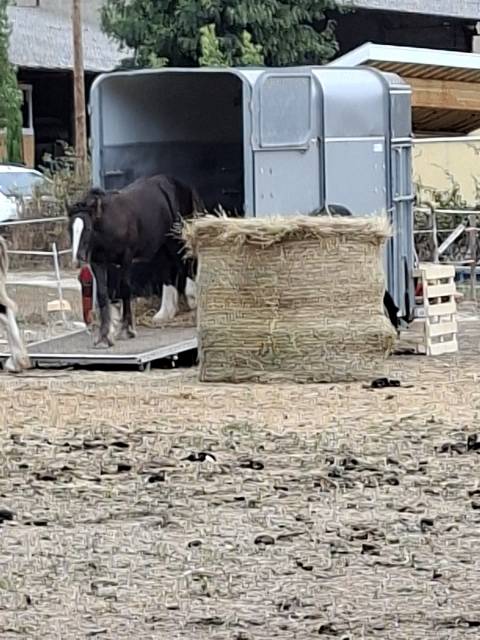 Qaledwlch poulain irish-cob pp ics