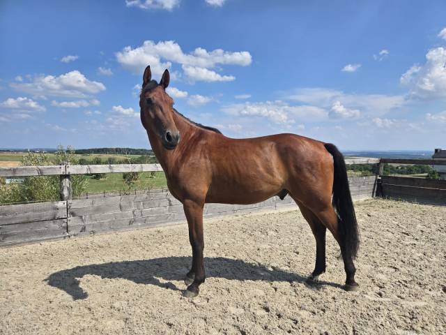 Magnifique cheval de 3 ans polyvalent et brave