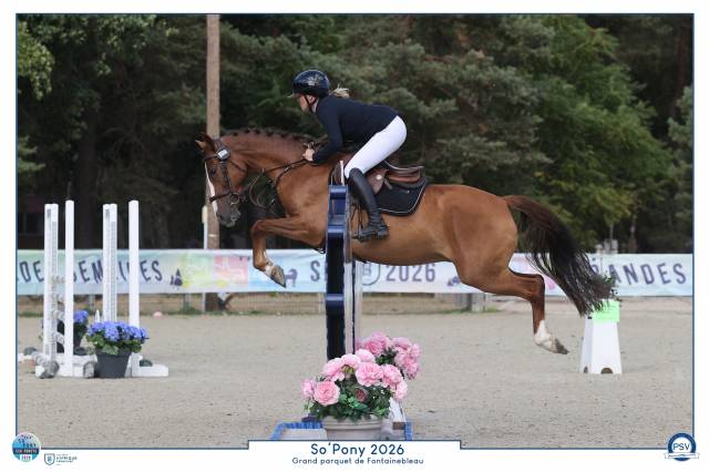 Poney cso compétitif, 5 ans en 2027