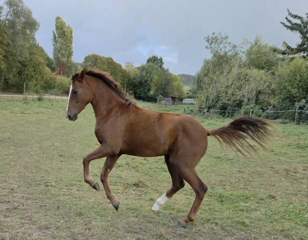 Jument par callaho's benicio