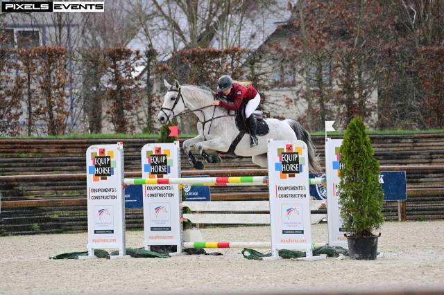 Cheval selle français 