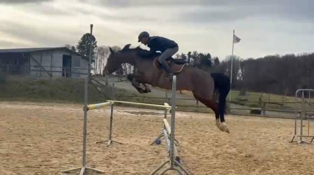 Jeune cheval 6 ans