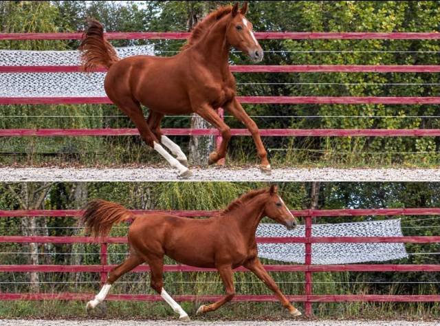 Joli aa 3 ans tb origines cso cce elevage