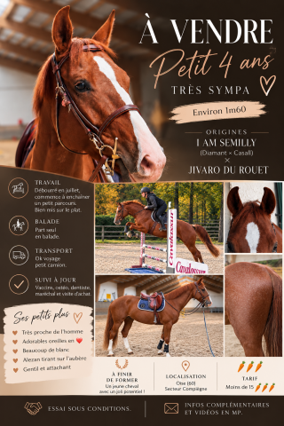 Vends petit 4 ans très sympa, 1m60.